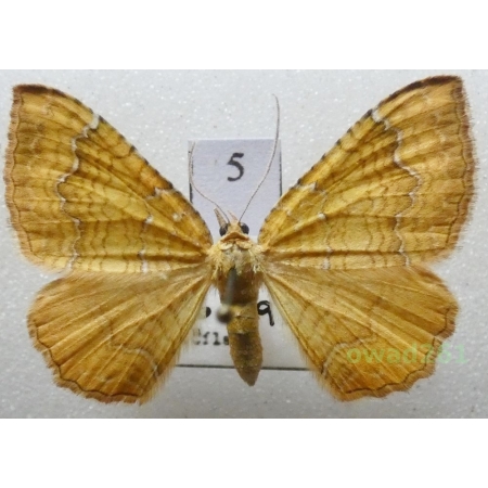 Camptogramma bilineata (Linnaeus, 1758) Czech5